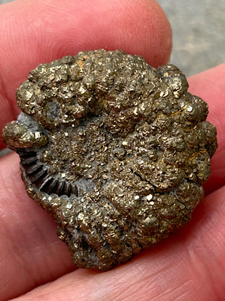 Pyritised Ammonite from Crystals from the UK & Ireland