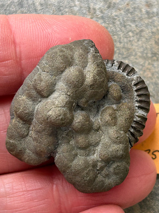 Pyritised Ammonite from Crystals from the UK & Ireland