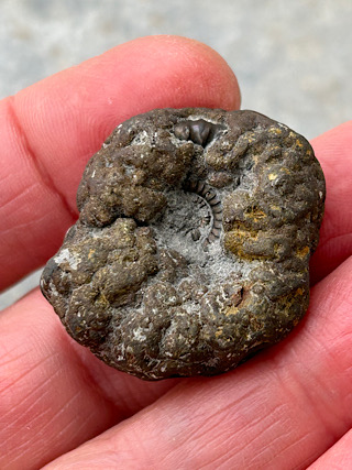 Pyritised Ammonite from Crystals from the UK & Ireland