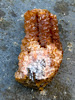 Golden Spirit Quartz